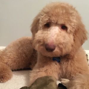 Meet your Posher, Brian